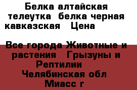 Белка алтайская телеутка, белка черная кавказская › Цена ­ 5 000 - Все города Животные и растения » Грызуны и Рептилии   . Челябинская обл.,Миасс г.